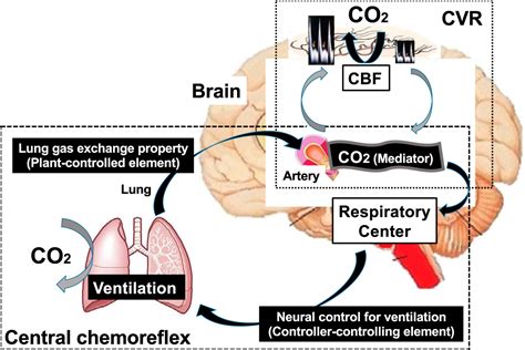 Interaction Between The Respiratory System And Cerebral Blood Flow