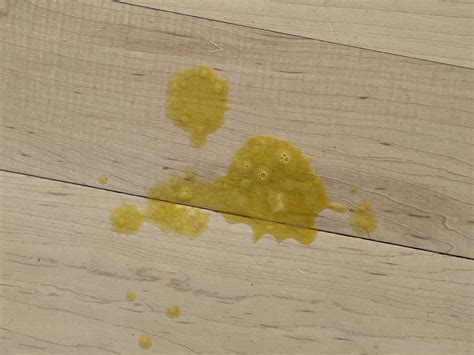 6 Reasons Why Your Dog Is Throwing Up Yellow Bile Petmd