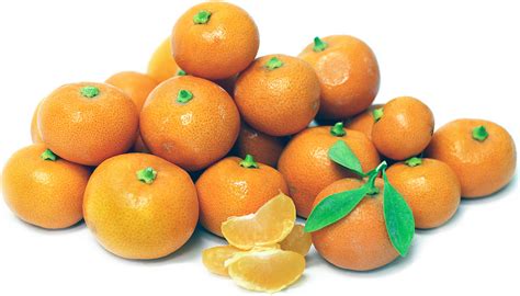 Calamondin Orange Tree Recipes Bryont Rugs And Livings
