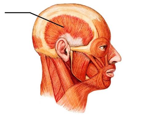 Lab Exam 3 Muscles Of The Head And Neck Flashcards Quizlet