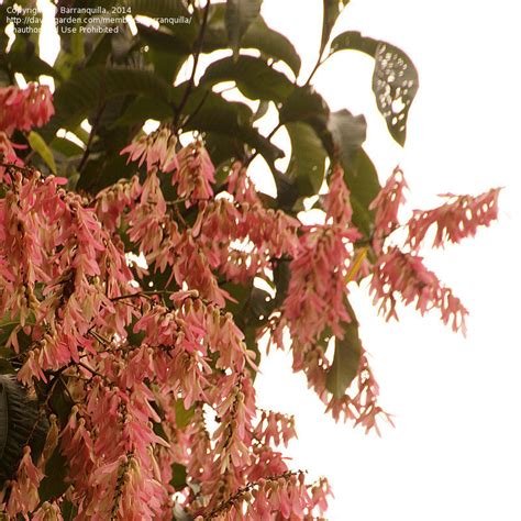 Plant Identification Closed Pink Flowering Tree 1500 Meters 1 By