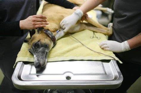Hemophilia Blood Clotting Deficiency In Dogs