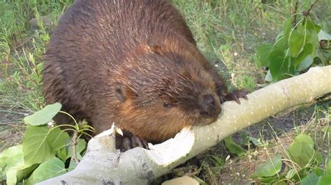 A Busy Beaver Efficiently Chews Through A Poplar Tree Limb In Less Than