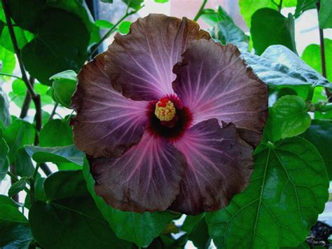 Plantfiles Pictures Tropical Hibiscus Moon Madness Hibiscus Rosa