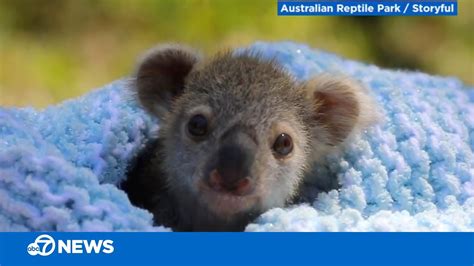 This Baby Koala Is Adorable Youtube