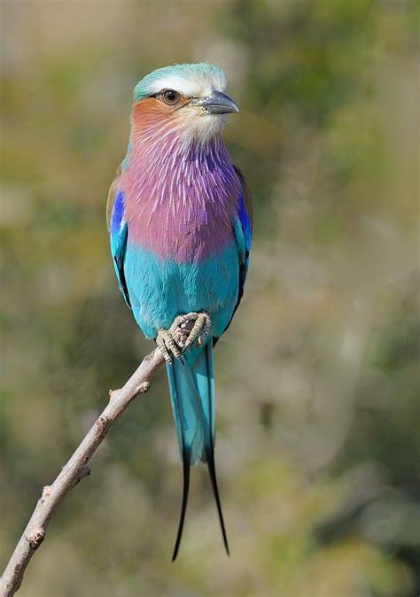 Image result for south african birds pictures | South african birds
