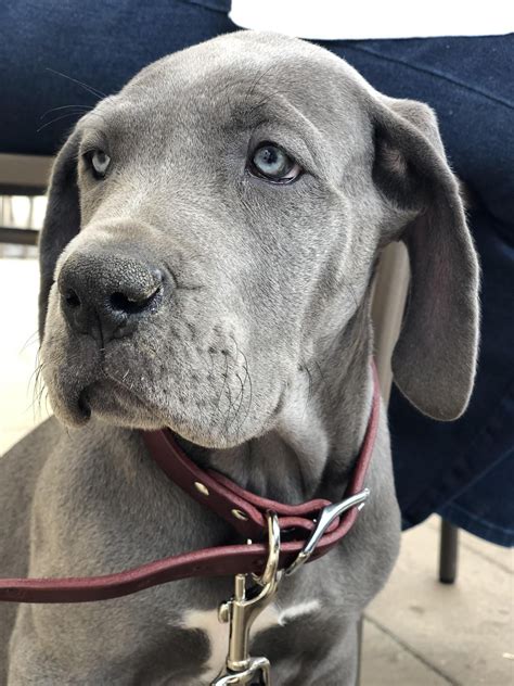 Avoid going too high or the excess calories might contribute to overgrowth. I officially got my Great Dane puppy. She's 9 weeks now ...