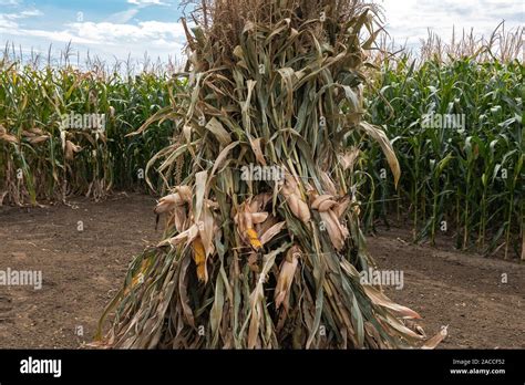 Corn Stalk Bundle In Cultivated Maize Crop Field As Decoration Stock