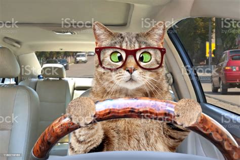 I Saw A Cat Sitting Behind The Wheel Of A Car Like It Wanted To Drive