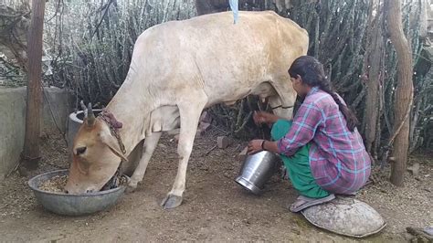 Indain Village Girl Cow Milking By Hand How To Cow Milking By Hand