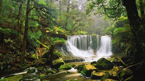 Hd Wallpaper Waterfall Rocks Moss Green Forest Tree Fern Australian