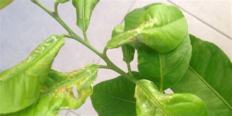 Lemon Tree Leaves Curling Causes And How To Fix