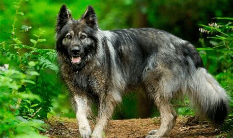 American Alsatian In 2021 Alsatian Dog Large Dog Breeds American