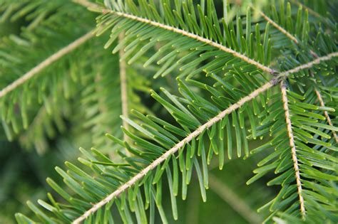 Spruce Tree Branch Free Stock Photo Public Domain Pictures