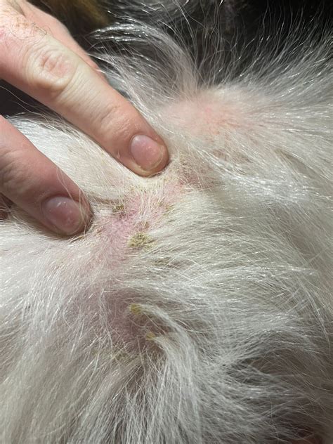 35 Dog Has Scabs On Back And Losing Hair Paagulanusef