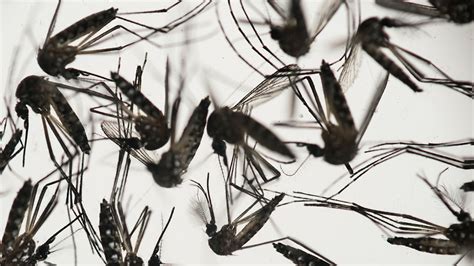 Sixth Case Of Zika Virus Confirmed In Houston Abc13 Houston