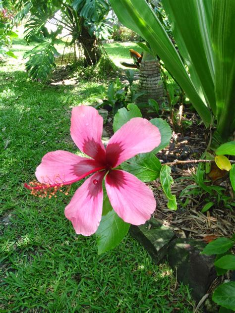 Heyplantman Exotic Tropical Plants From St Pete Fl