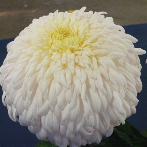 Exmoor Chrysanthemum 5 Plant Collection Early From Woolmans