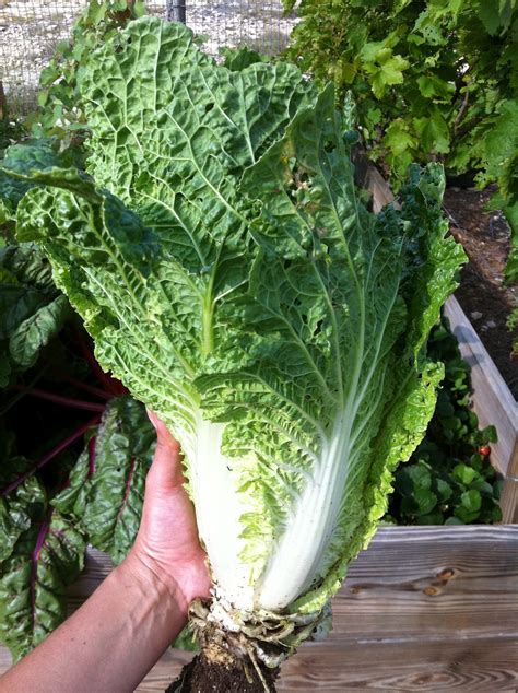 Napa cabbage is a green vegetable originated from china. Hill Country Herbalist: Summer Gardening in the Texas Hill ...