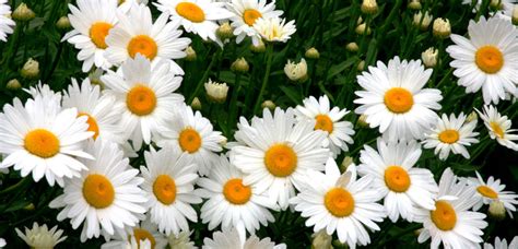 Maybe you would like to learn more about one of these? Shasta Daisy | TLC Garden Centers