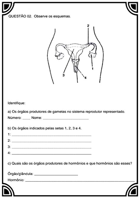Atividades Sobre Sistema Reprodutor Masculino E Feminino 5 Ano