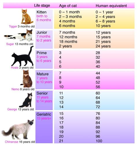 Kitten Teeth Aging Chart
