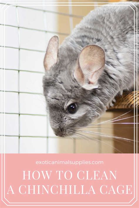 How To Clean A Chinchilla Cage Exotic Animal Supplies