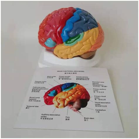 Buy Educational Model Brain Anatomical Model Color Coded Partitioned