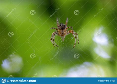 Small Detailed Garden Spider Hanging On Web Stock Image Image Of