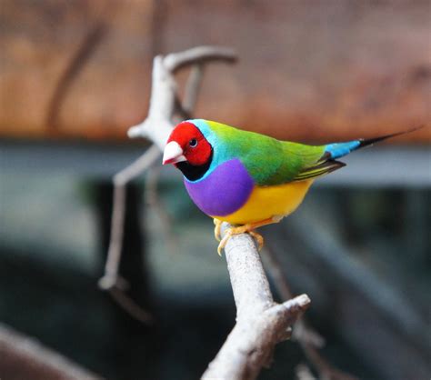 Gouldian Finch Facts As Pets Care Feeding Behavior Price Singing