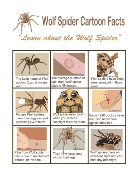 Brown Recluse Wolf Spider Size Comparison Jutawan Wallpaper