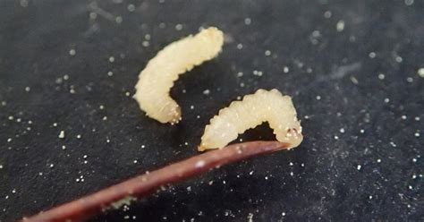 What Are Those Tiny Yellowish Worms Falling Out Of Pine Trees Dan Gills Mailbag Homegarden