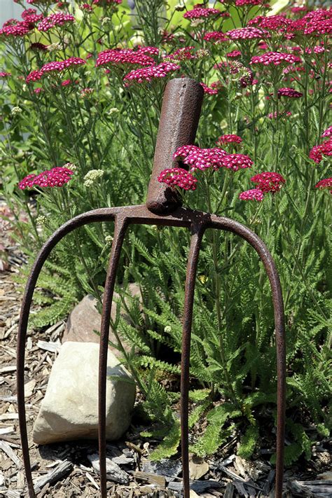 Yarrow Photograph By Scott Kingery Fine Art America