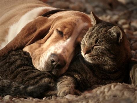 16 Reasons Basset Hounds Are Not The Friendly Dogs Everyone Says They Are