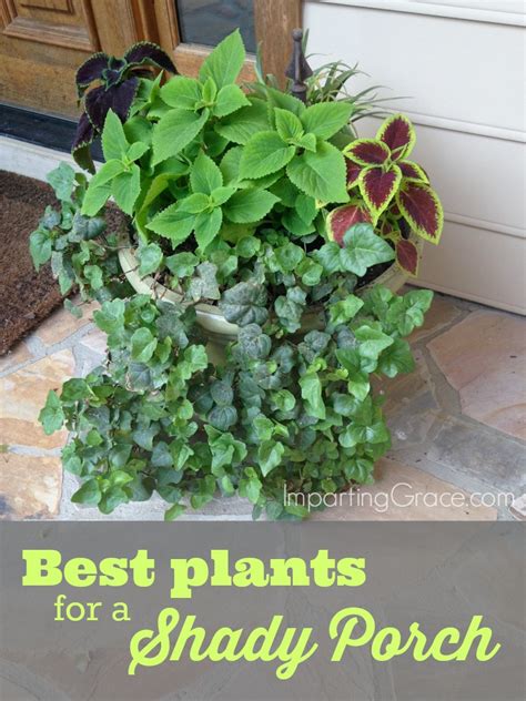 Best Potted Flowers For Shaded Areas