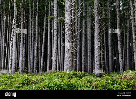 A Wall Of Tall Straight Pine Trees Rise Along The Edge Of Woods Stock