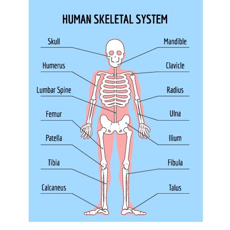 Vertebrates have a backbone or a spinal column. How Many Bones Make Up The Back Bone - Https Www Uc Edu ...