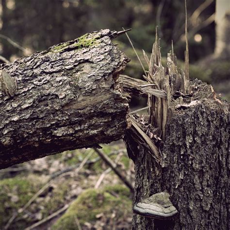 Best Ways To Remove A Fallen Tree Elite Tree Care