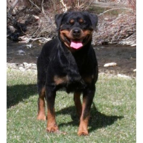 Rottweiler breeders post on our facebook. Mackey Rottweilers, Rottweiler Breeder in Anaconda, Montana