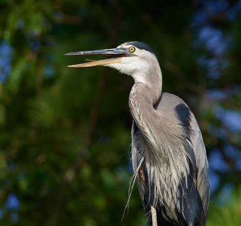 Great Blue Heron Backcountry Gallery Photography Forums