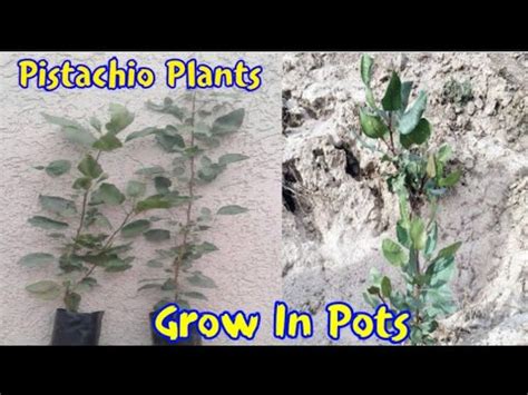 How To Grow Pistachio Tree Growing Pistachio Trees At Home Youtube