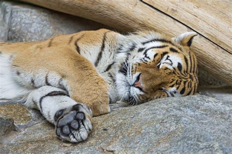 Sleeping Tiger Free Stock Photos In  Format For Free Download 1089mb