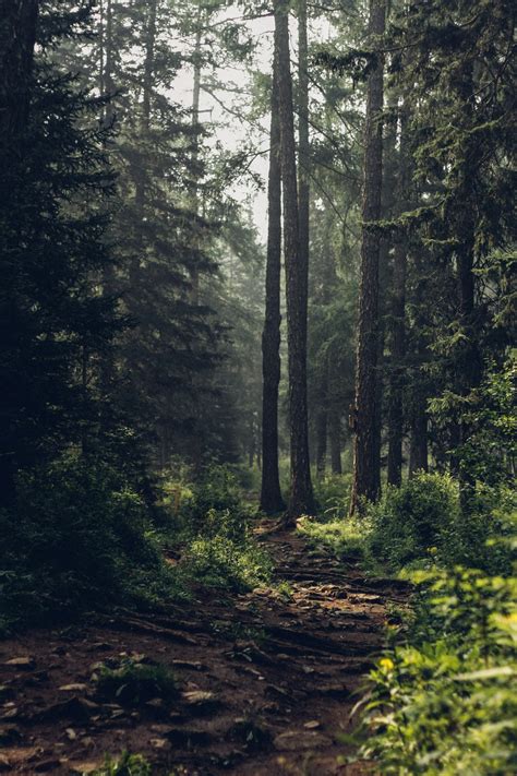 350 Stunning Forest Pictures Hq Download Free Images On Unsplash