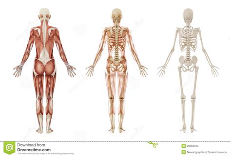 Human reference female reference anatomy reference anatomy study. Female Human Muscles And Skeleton Stock Photo - Image ...