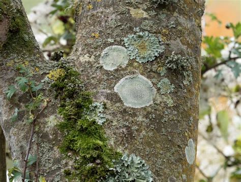 Lichens Moss And Mushrooms On A Rotten Tree Stock Image Image Of
