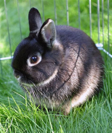 10 Critical Facts About Caring For Netherland Dwarf Rabbits