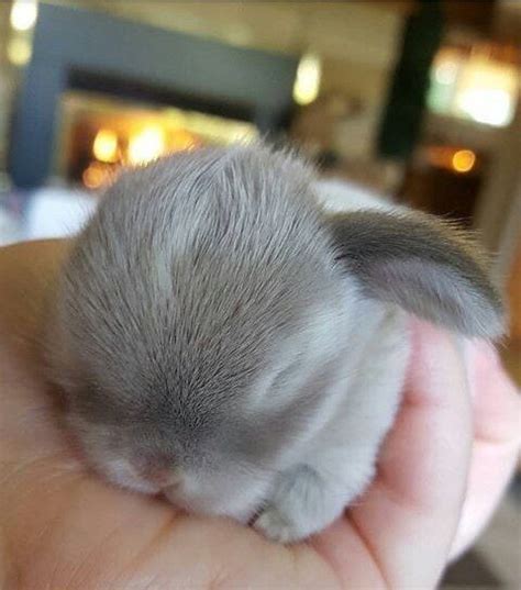 Cute Little Animals Cute Funny Animals Cute Babies Tiny Bunny