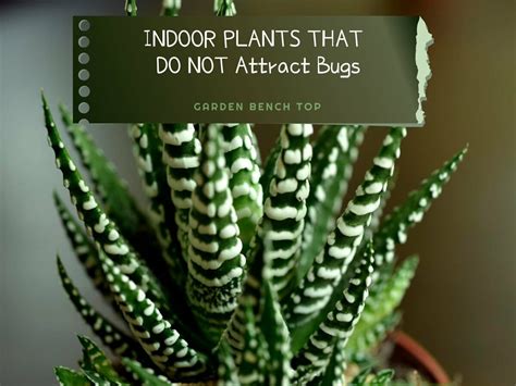 Top 5 Indoor Plants That Do Not Attract Bugs Our Favorites