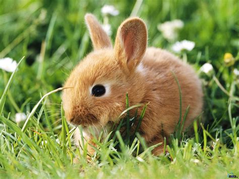 Cute Baby Rabbit Wallpaperuse