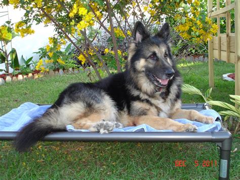 German Shepherd Dog Beds Kuranda Dog Beds